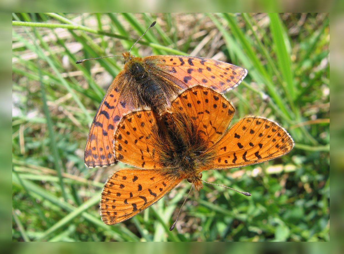 Перламутровка большая лесная