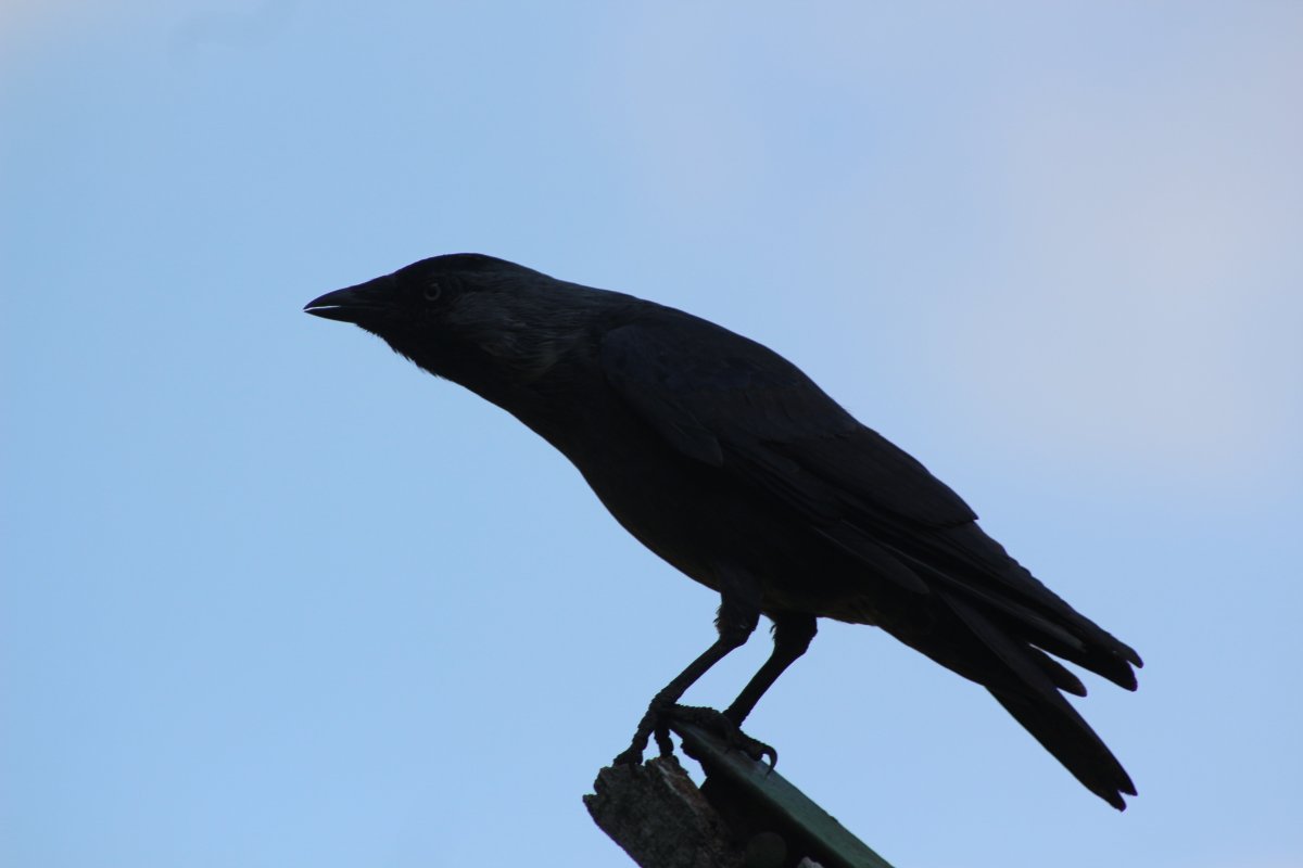 Каледонская ворона