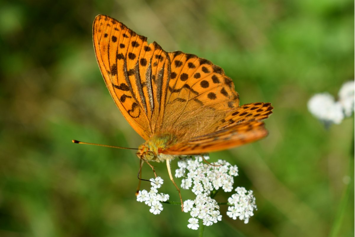 Перламутровка Лесная бабочка