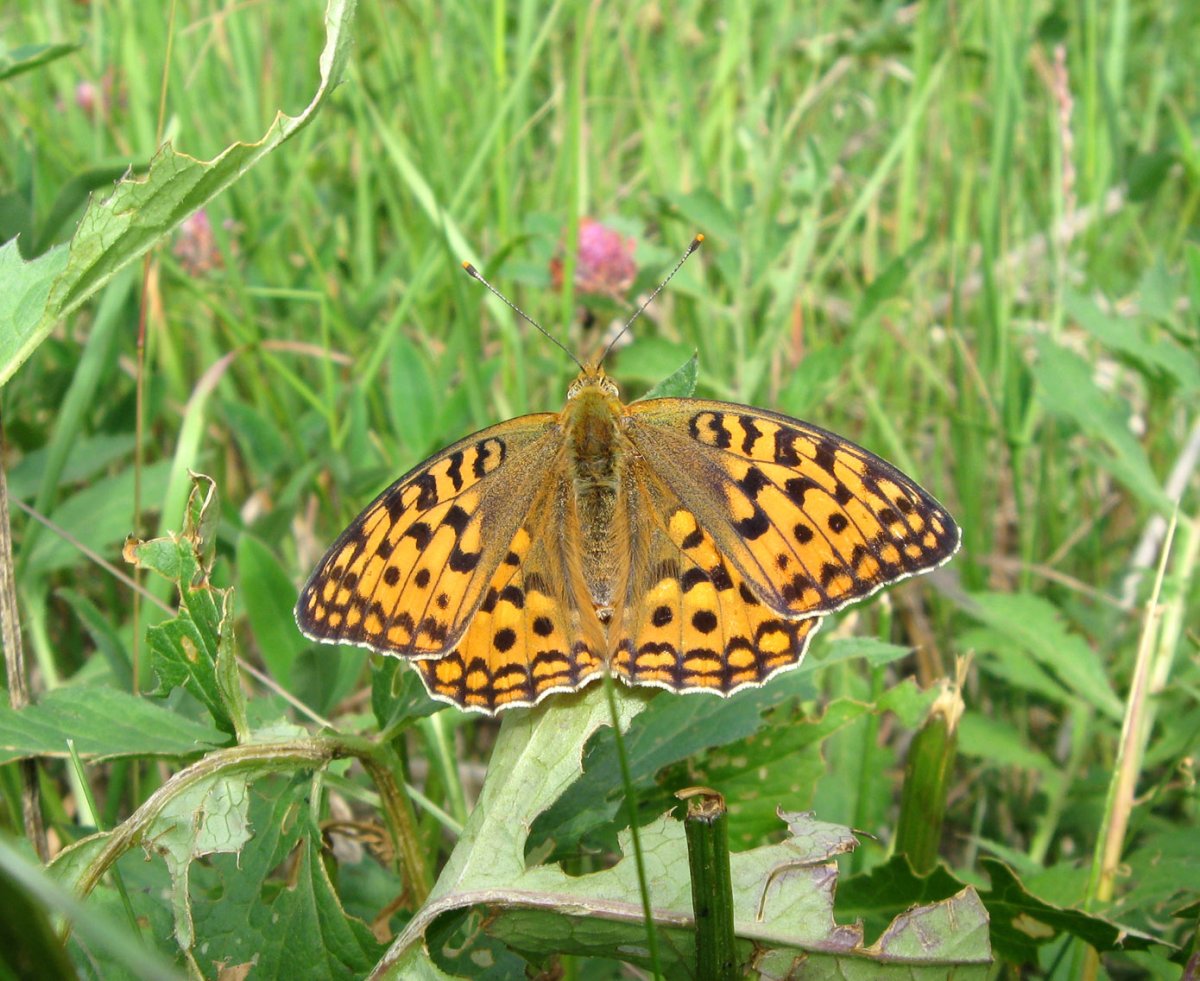 Перламутровка Северная