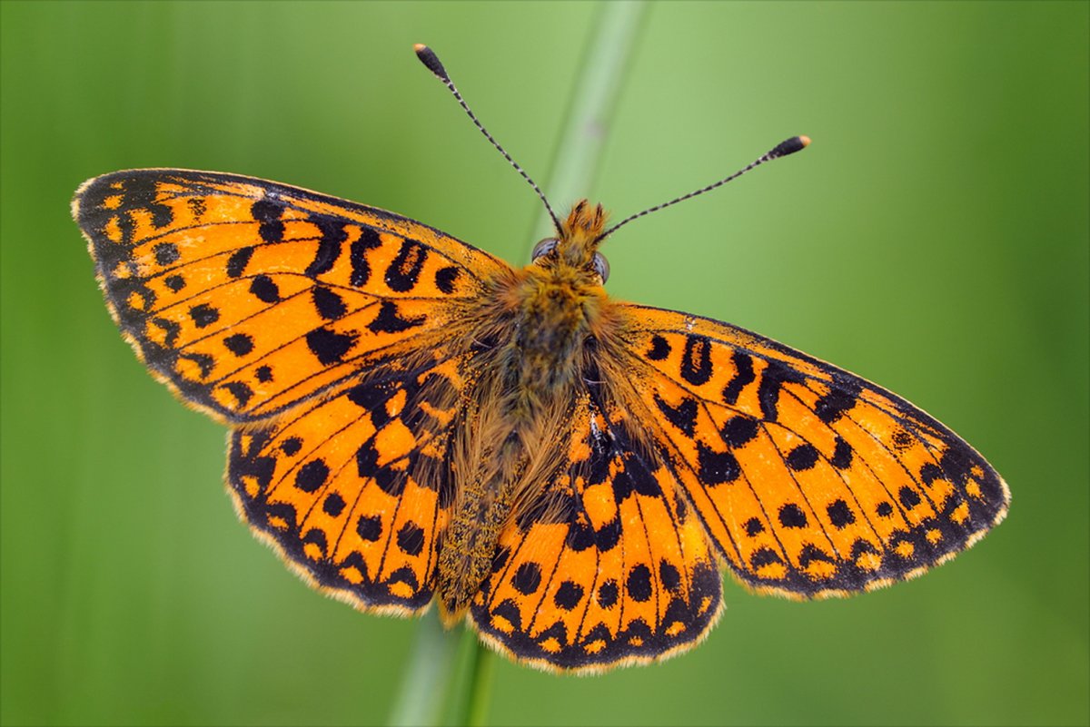 Бабочка Перламутровка Зенобия