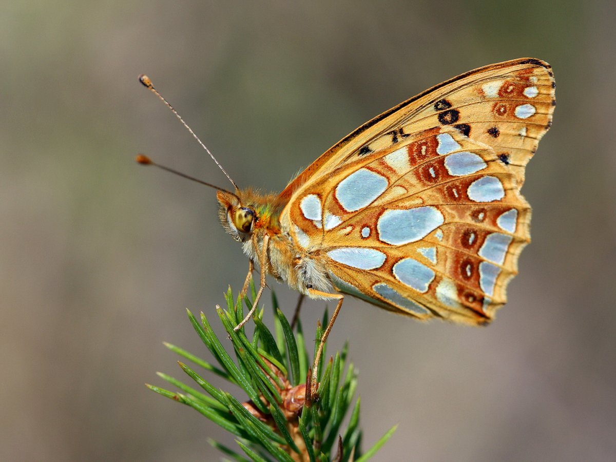 Бабочка Нимфалида Перламутровка