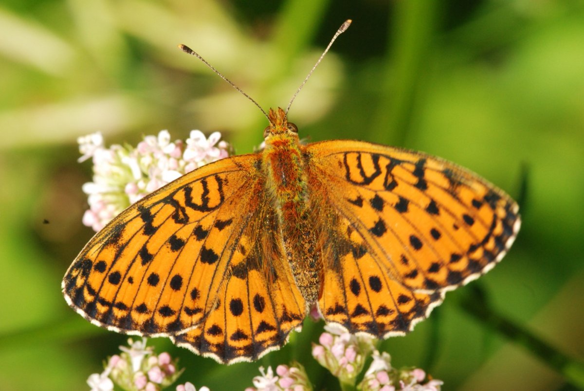 Перламутровка Зенобия