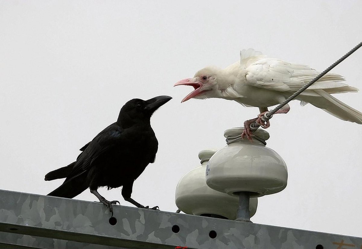 Белая ворона альбинос