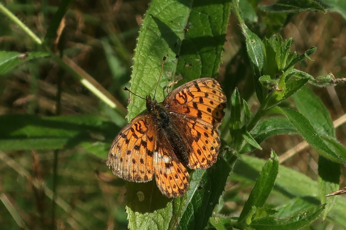 Болотная Перламутровка