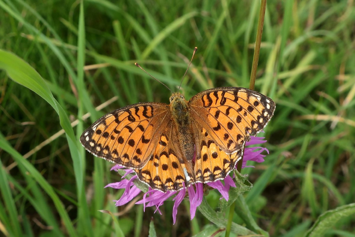 Бабочка рябчик