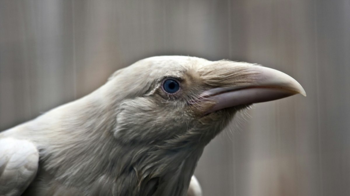 Ворон альбинос оперение