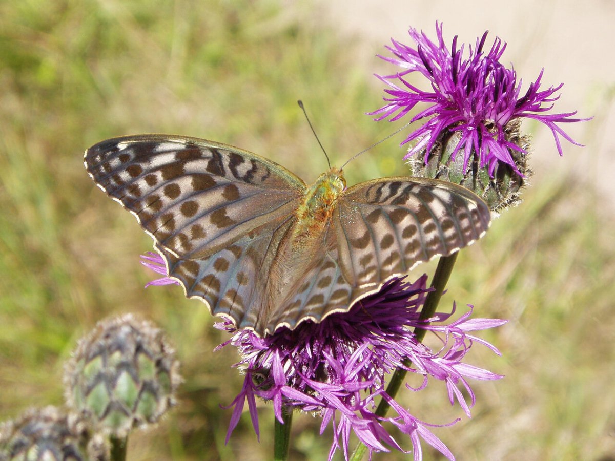 Бабочка Перламутровка Полевая