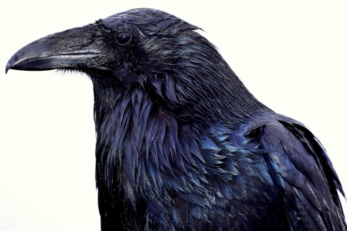 Ворона фото на белом фоне