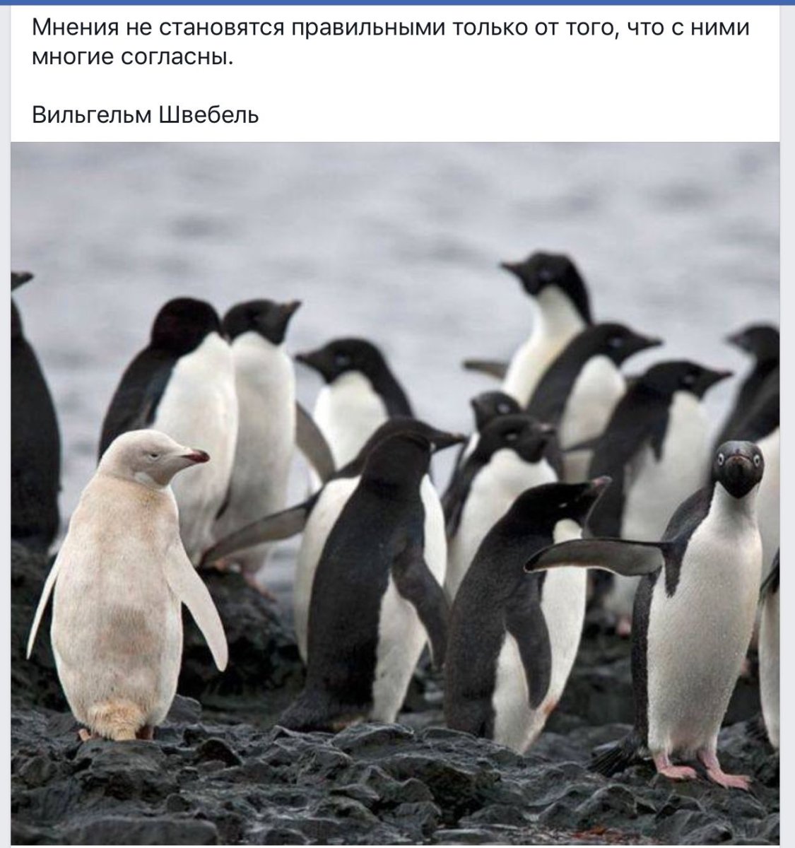 Белый Пингвин