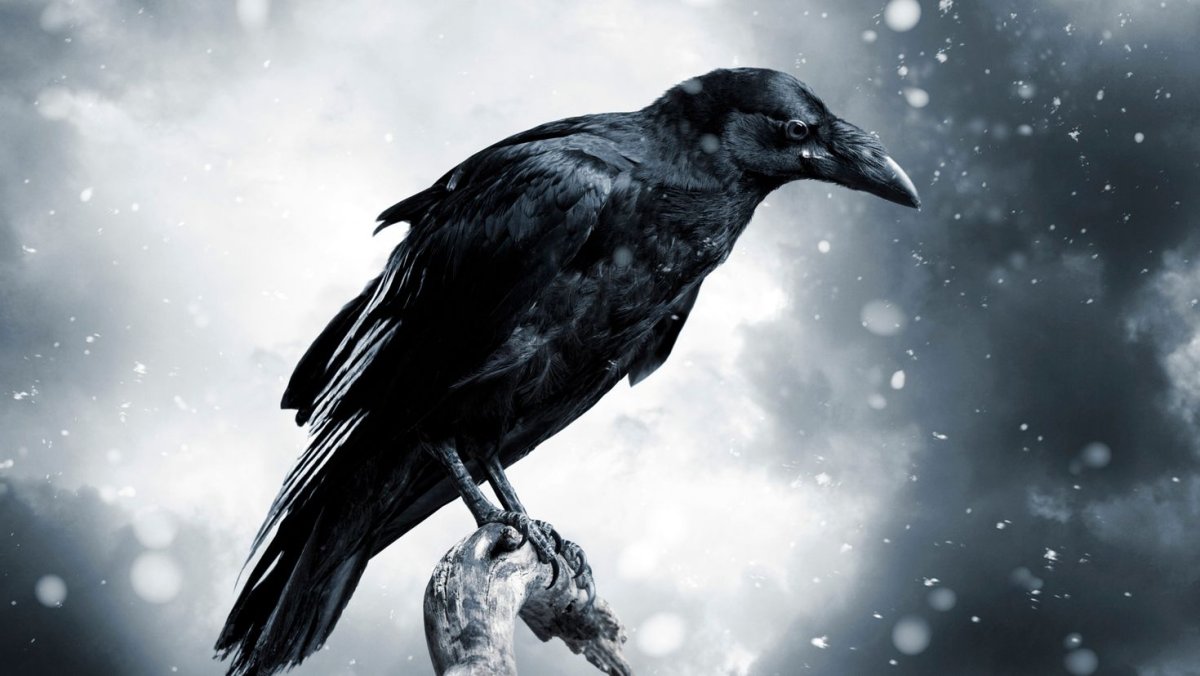 ДДТ на небе вороны