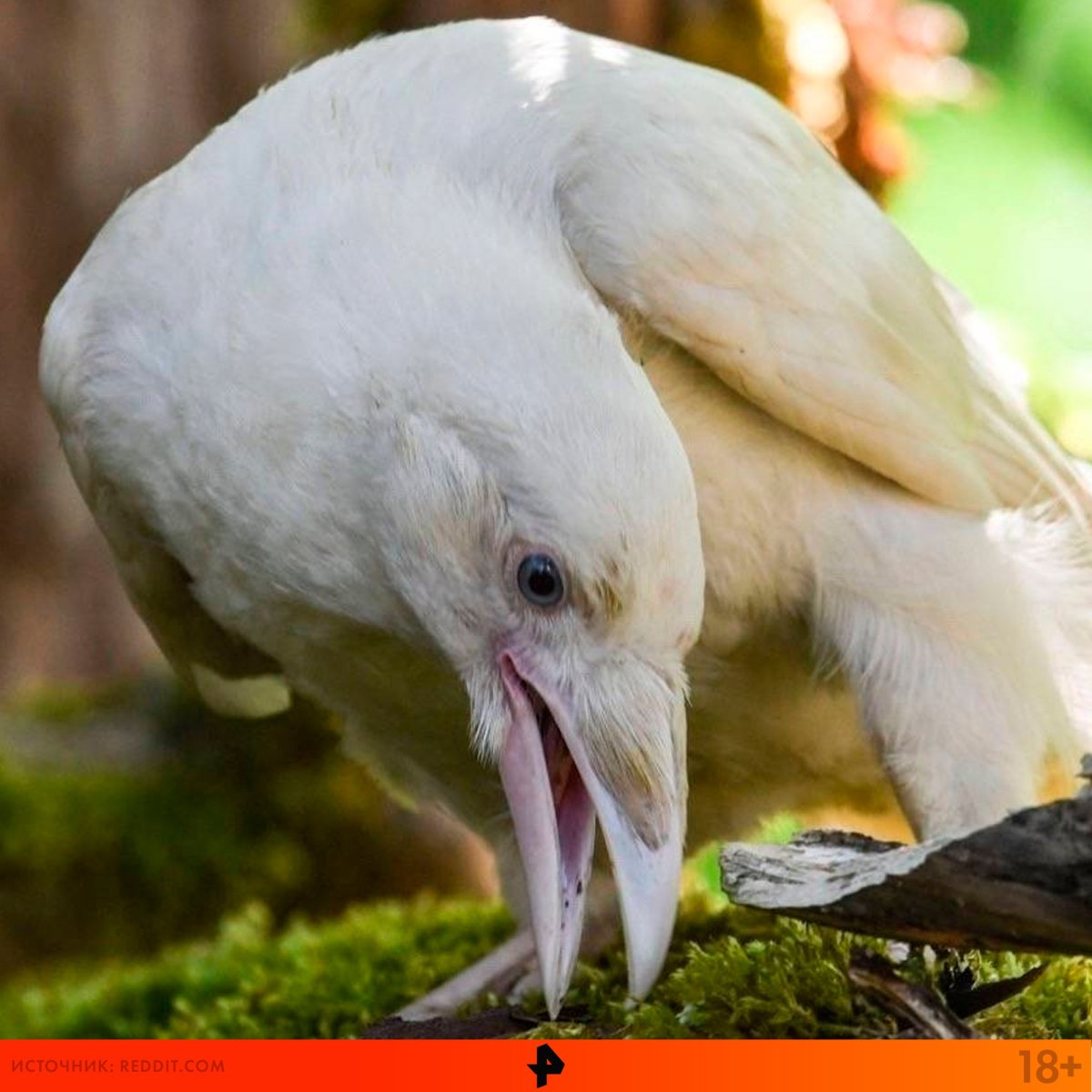 Сорока альбинос