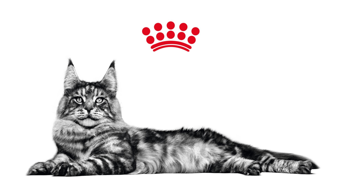 Кошка Мейн кун, 7 месяцев, сидящая на белом фоне