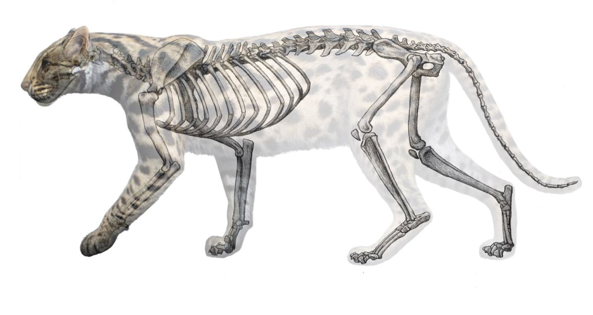 Коты Мейн кун