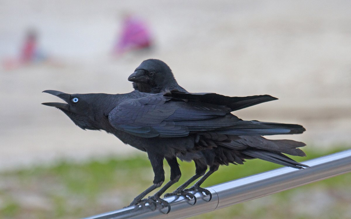 Четыре вороны