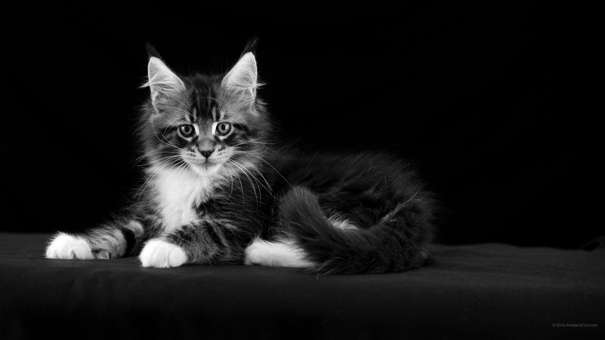 Рыжий Мейн кун лапы