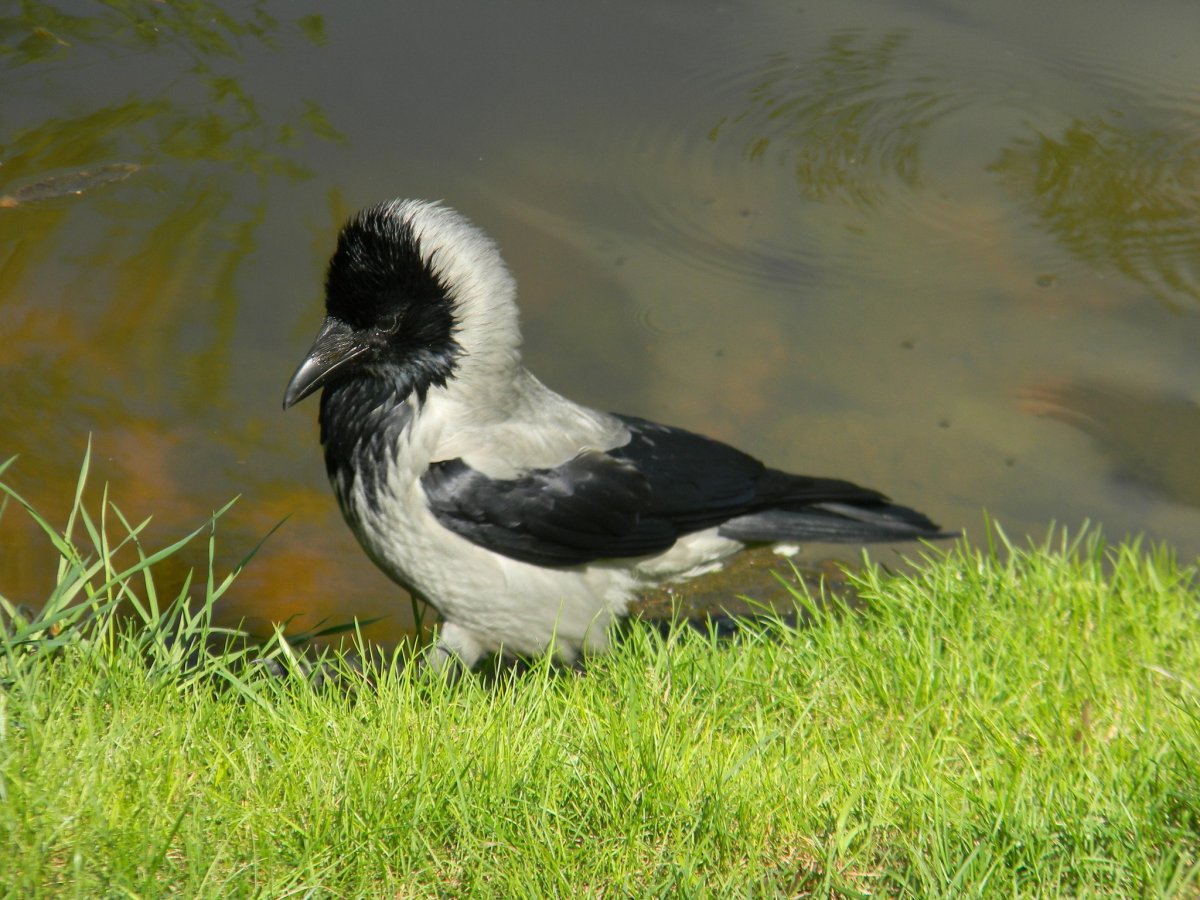 Птенец ворона