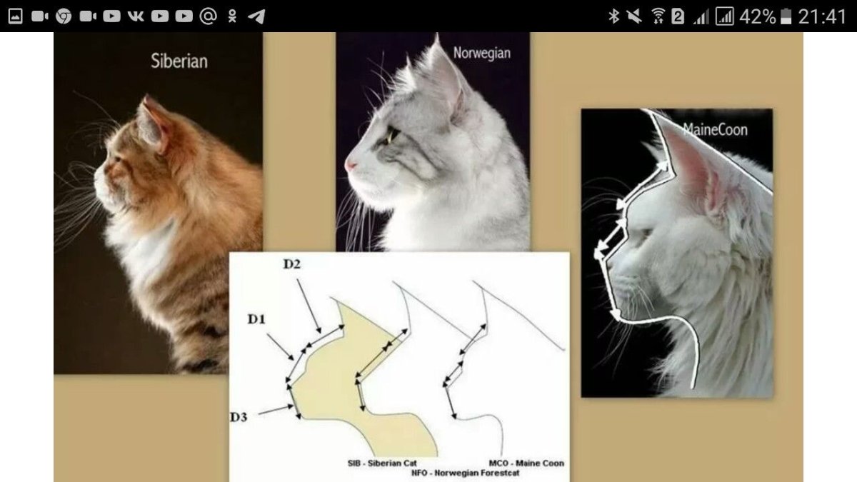 Диона кошка