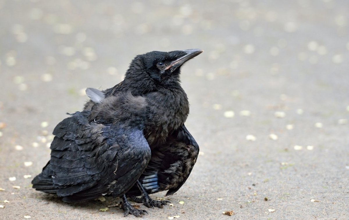 Слеток Грача