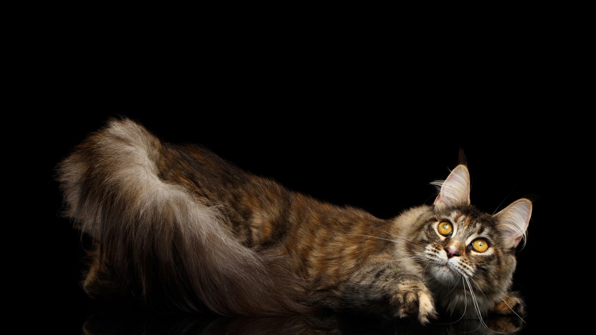 Кот Мейн кун фото