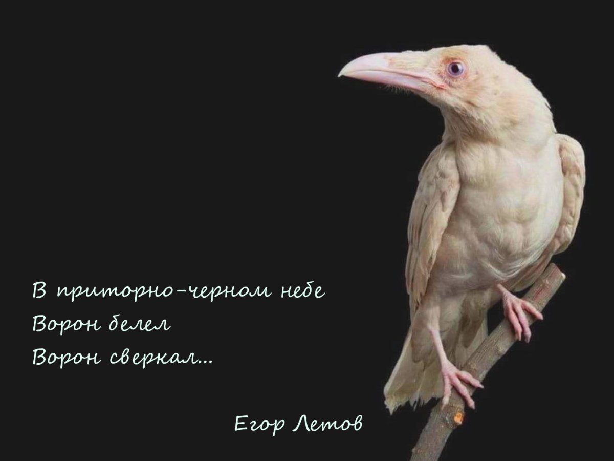 Высказывания про белую ворону