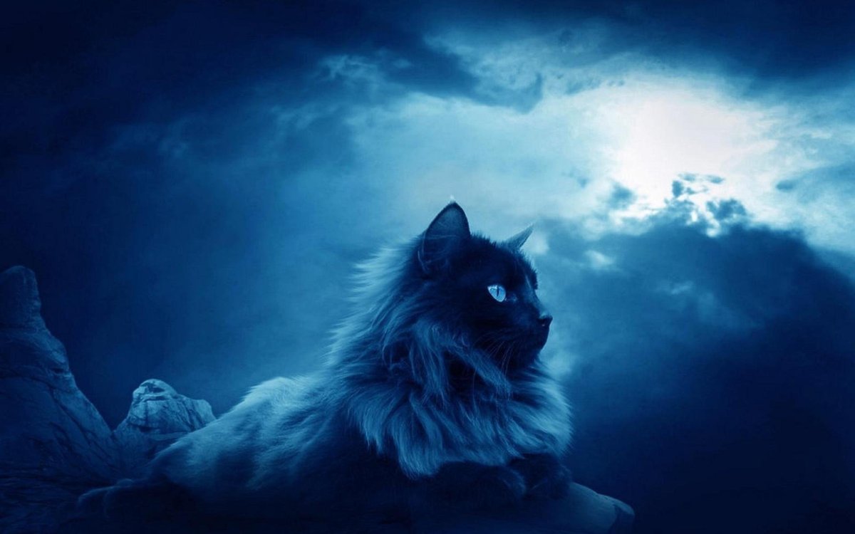 Мэйн кун и обычная кошка