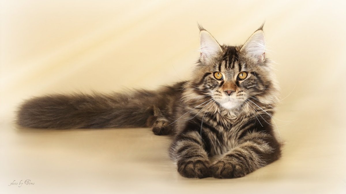 Котенок на черном фоне