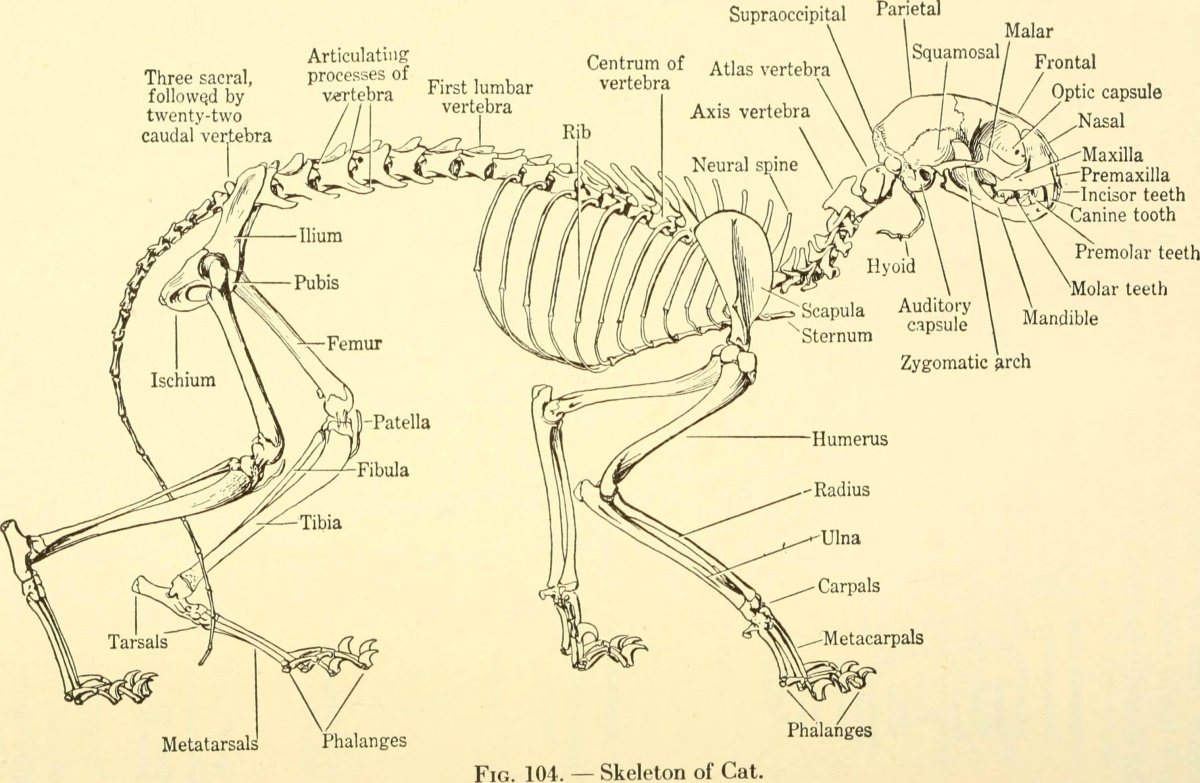 Животные призраки