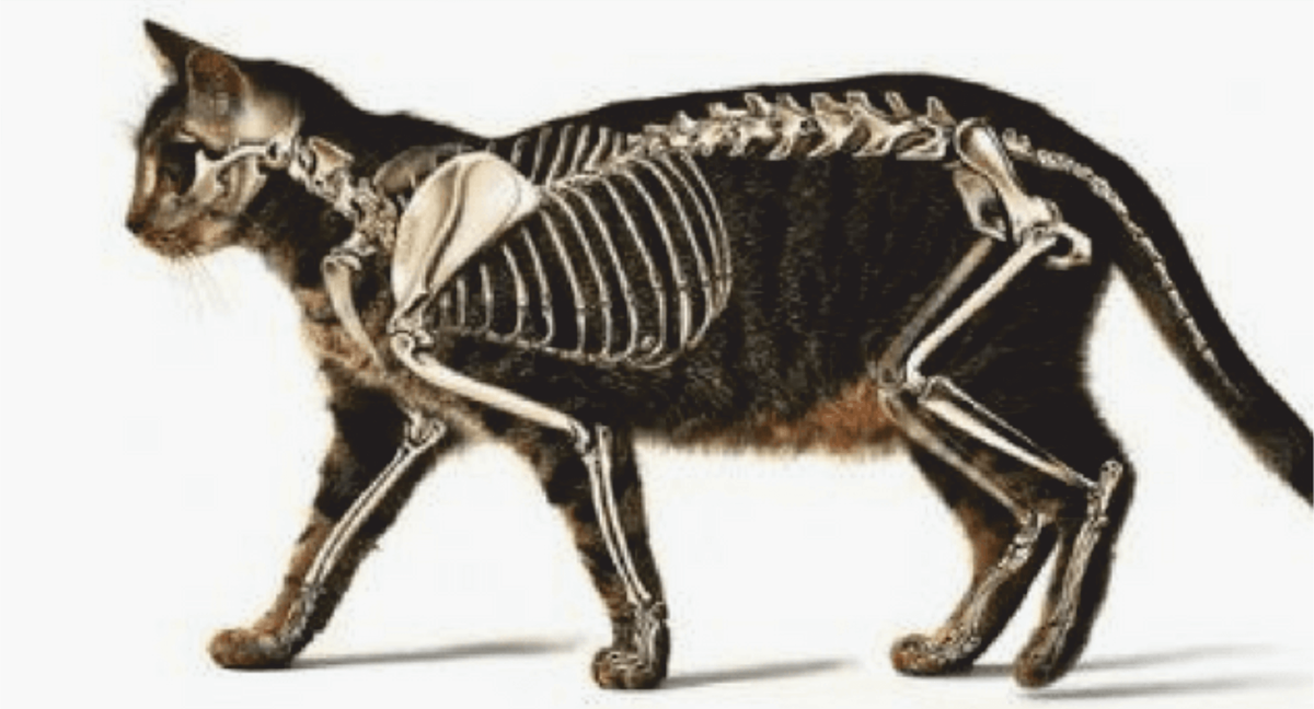 Кот серый пушистый Мейн кун