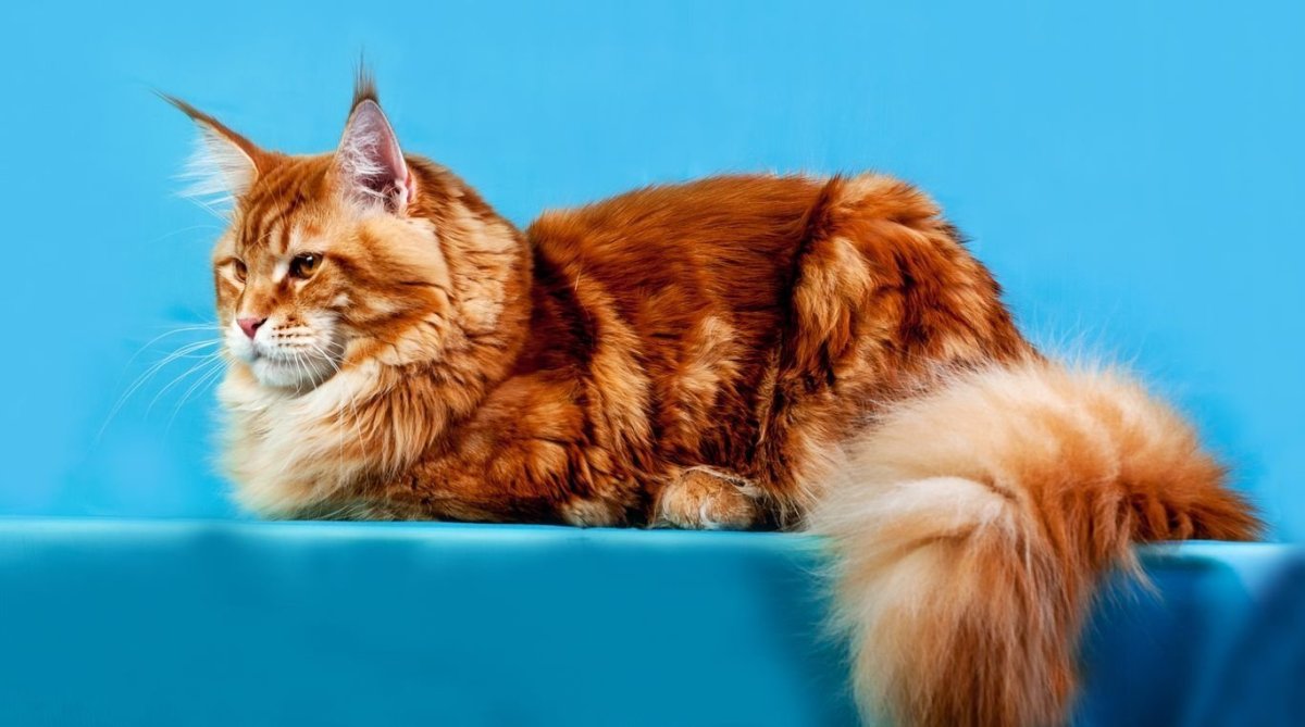 Рыжий тикированный Мейн кун