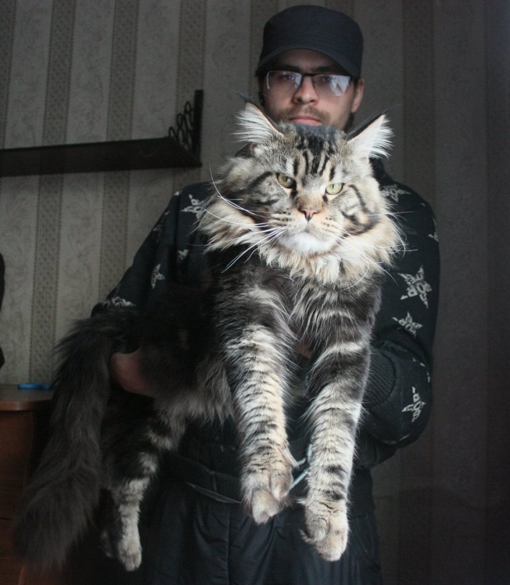 Кот Самсон Мейн кун