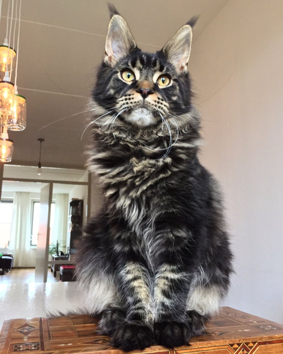 Курильский Мейн кун