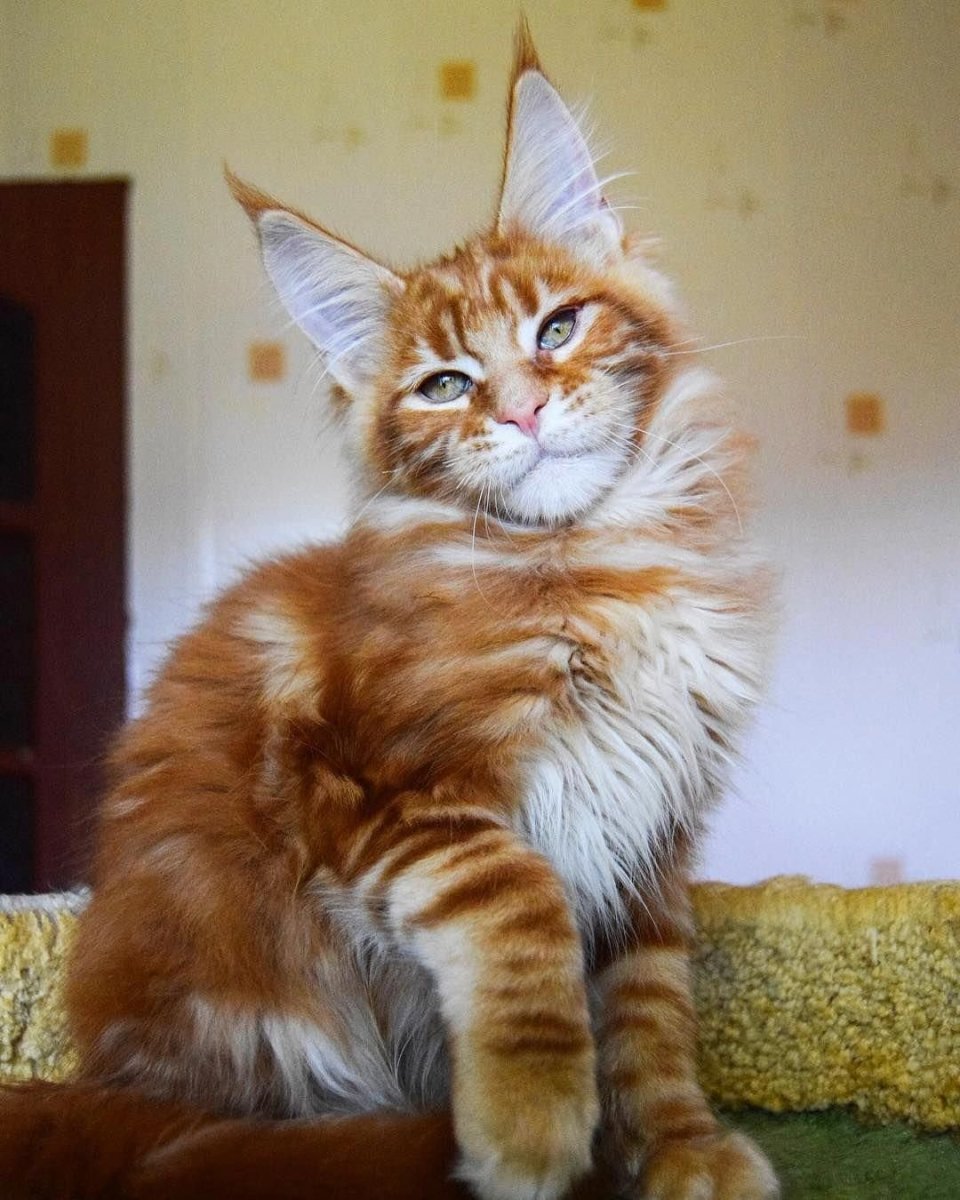 Рыжая кошка Мейн кун