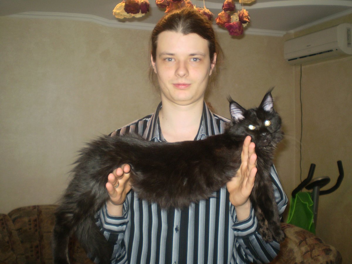 Кот Павла воли Мейн кун