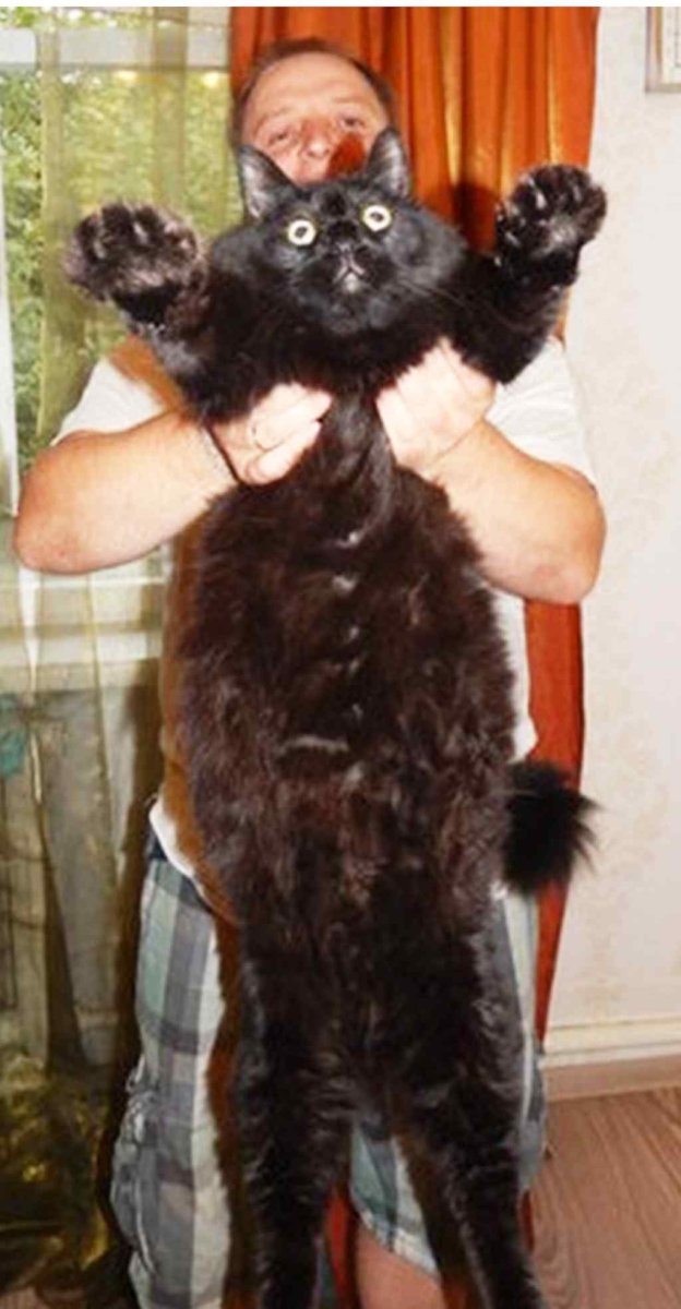 Кот Павла воли Мейн кун