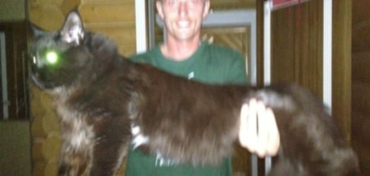 Паша Воля с котом Мейн кун