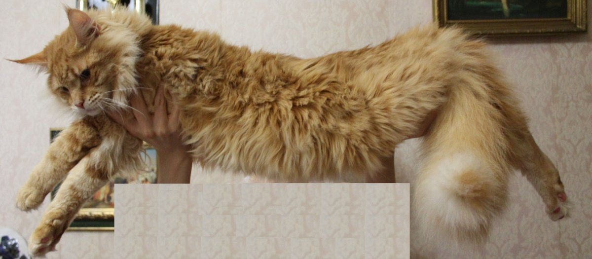 Сальный хвост у Мейн куна