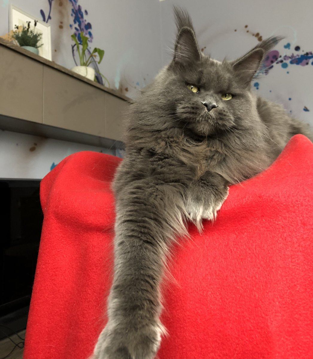 Паша Воля с котом Мейн кун