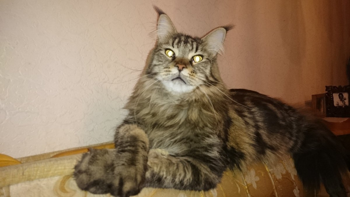 Мейн кун Павла воли