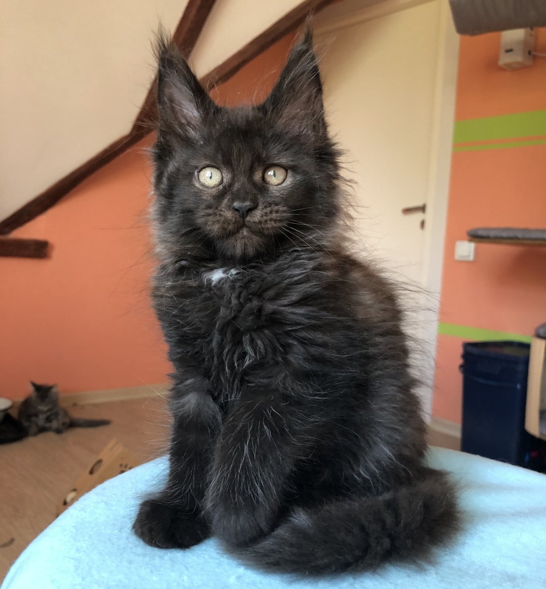 Кот Павла воли Мейн кун