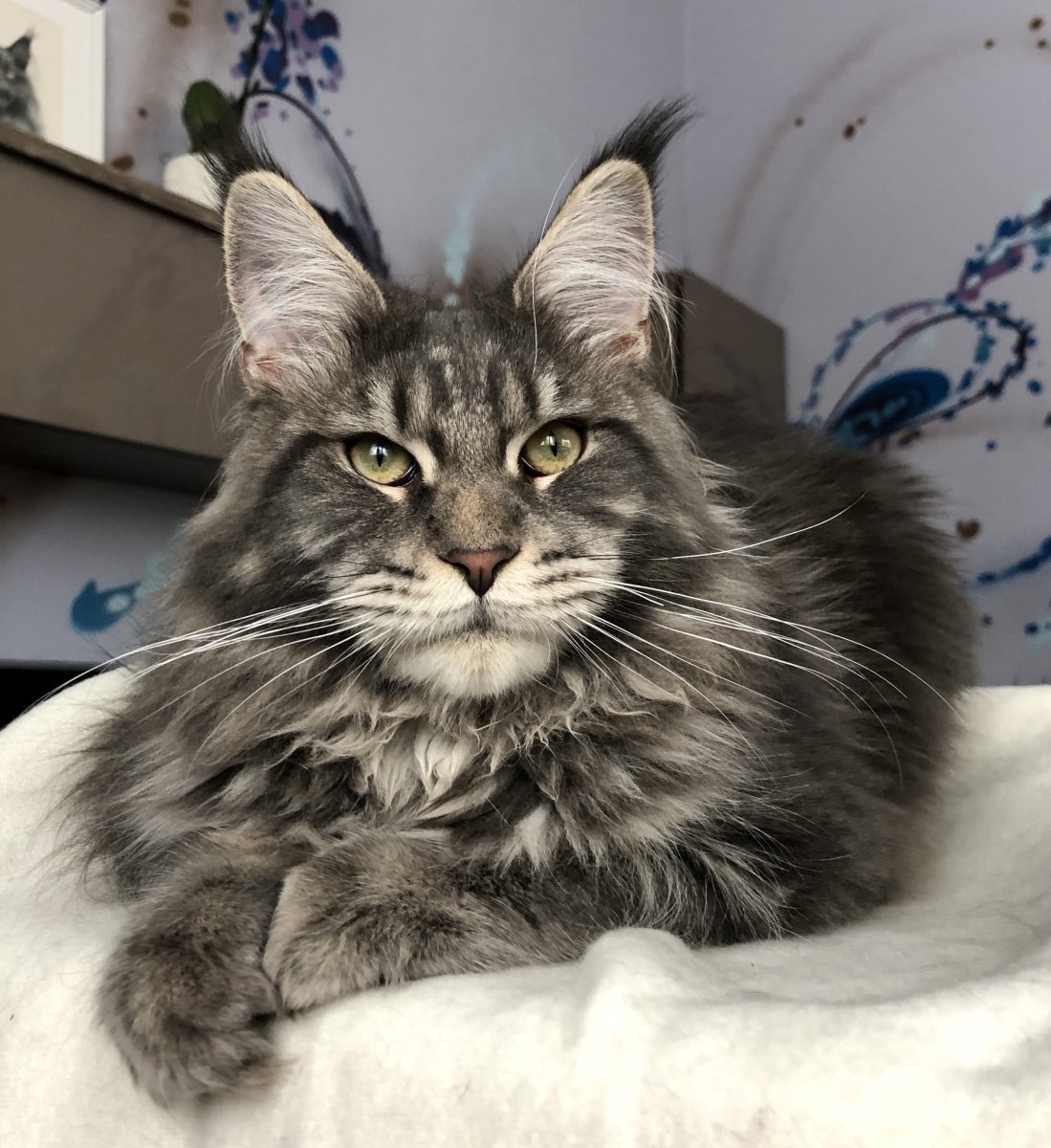 Паша Воля с котом Мейн кун