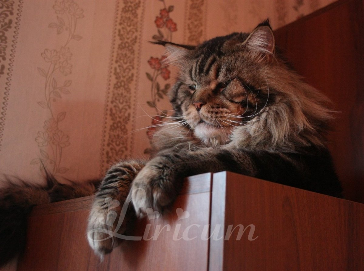 Мейн кун Павла воли фото