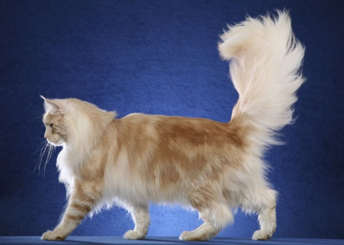 Мейн куна вид сбоку