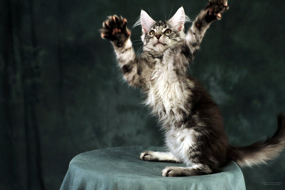 Доброе утро Мейн кун