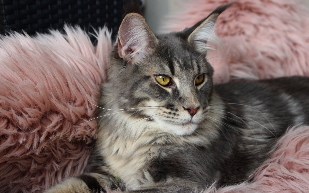 Мейн кун снежный Барс