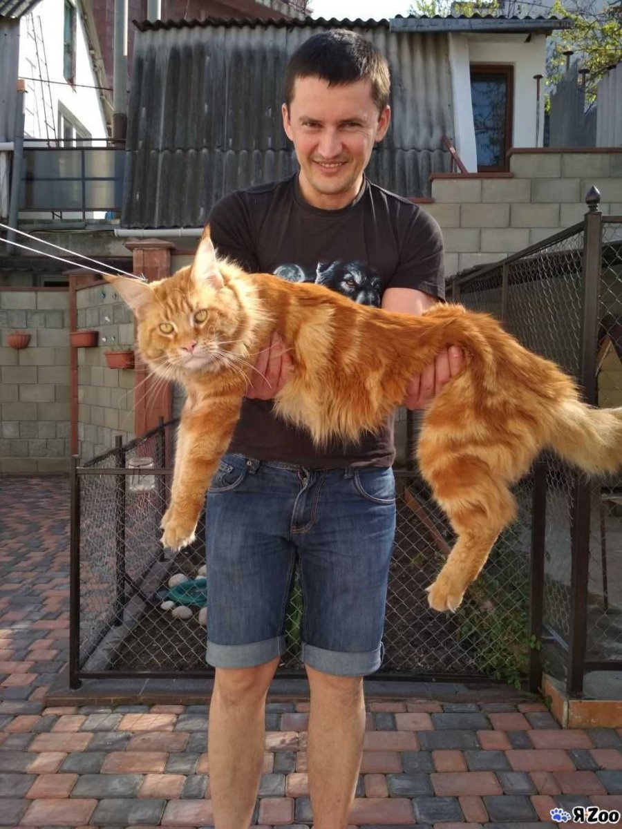 Кот Павла воли Мейн кун