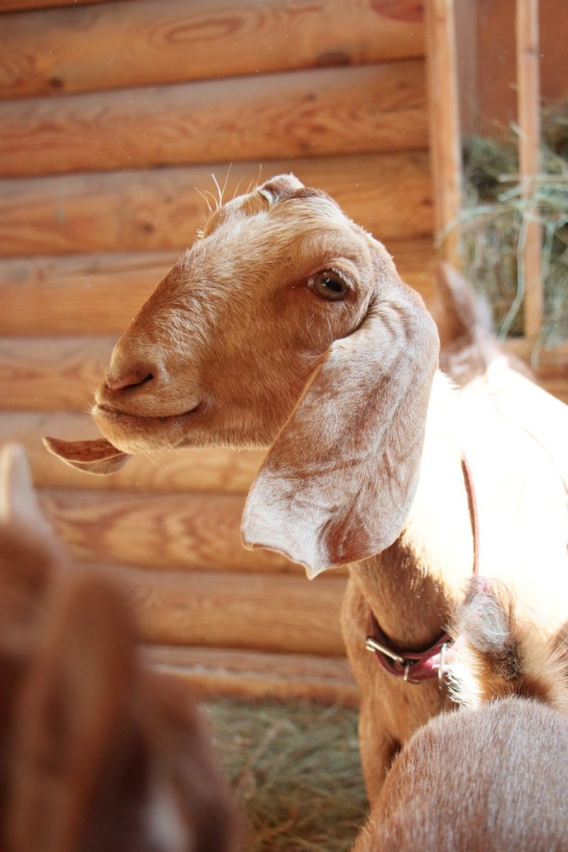 Порода гулаби