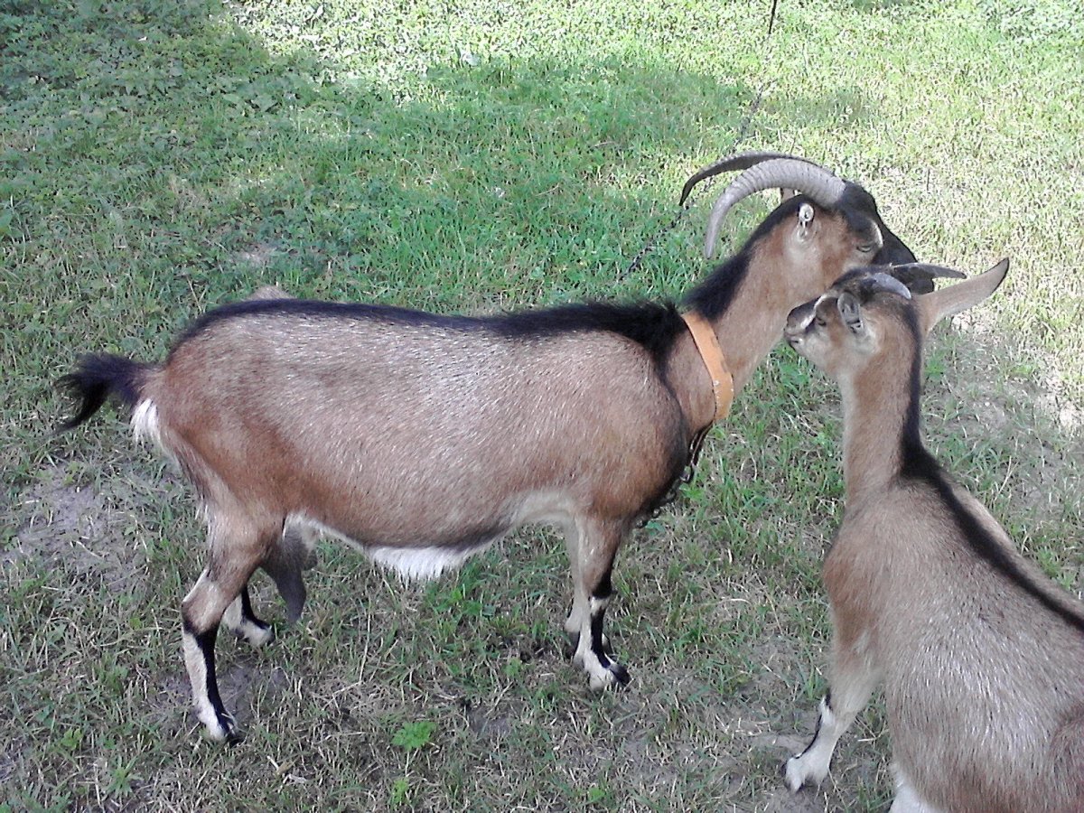 Бурятская порода коз