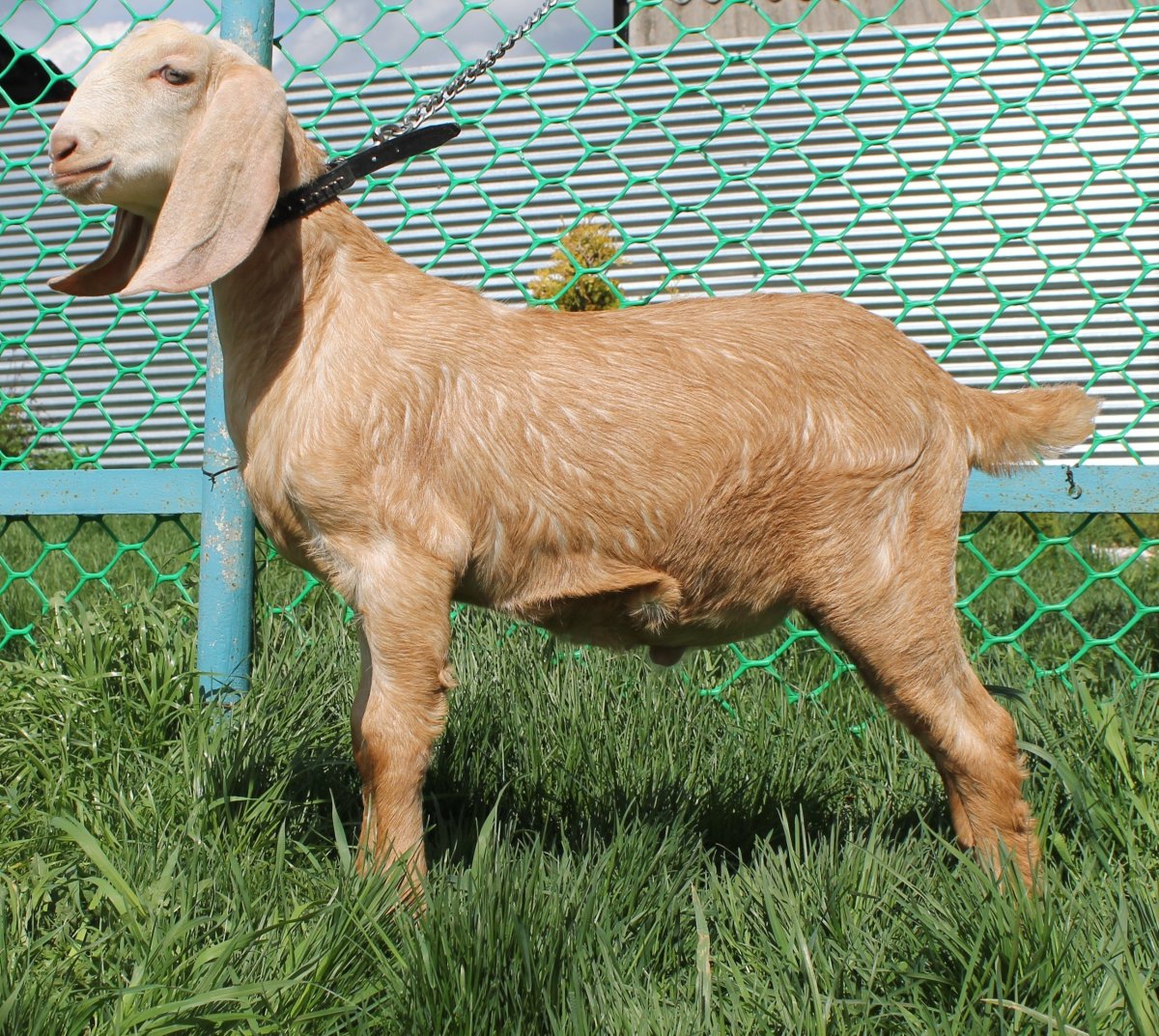 Бурские козы