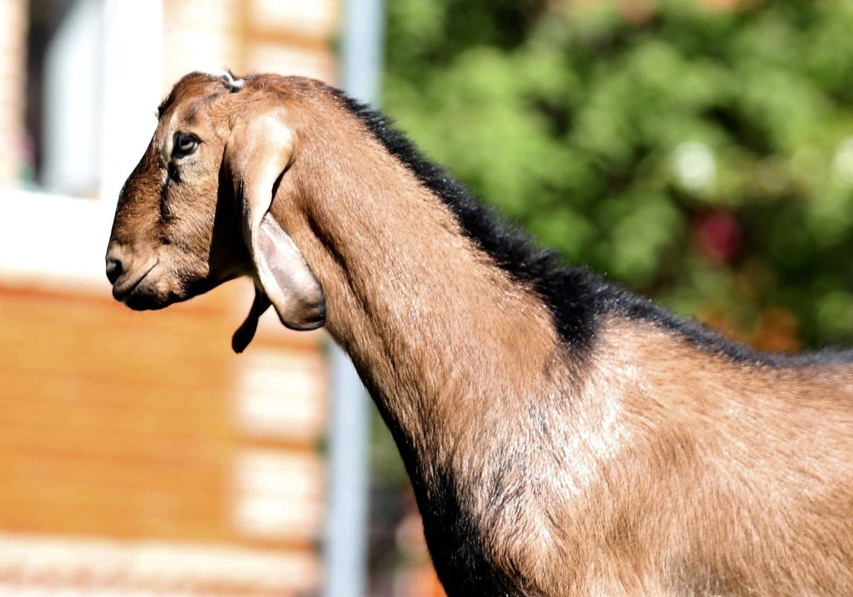 Бурский козел